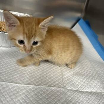 Teensie -  Domestic Short Hair Cat for Adoption in Greensboro, North Carolina - Teensie | PetCurious