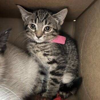 Cash -  Domestic Short Hair Cat for Adoption in Fairport, New York - Cash | PetCurious