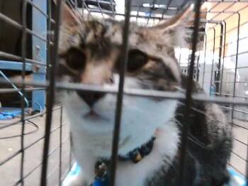 LIL BIT -  Domestic Short Hair Cat for Adoption in Tulsa, Oklahoma - LIL BIT | PetCurious