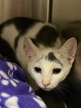 Two Eyes -  Domestic Short Hair Cat for Adoption in Ocala, Florida - Two Eyes | PetCurious