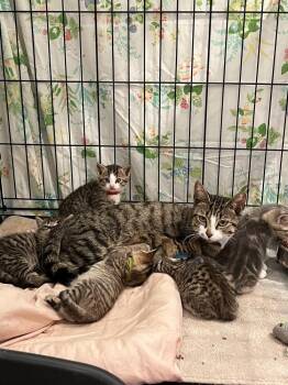 Domestic Short Hair Cats Available for Adoption - Phoebe | PetCurious