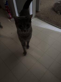 Heiress -  Domestic Short Hair Cat for Adoption in Salisbury, North Carolina - Heiress | PetCurious