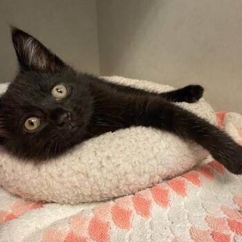 Demetrus -  Domestic Short Hair Cat for Adoption in Dayton, Ohio - Demetrus | PetCurious