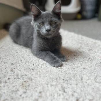Pimento -  Domestic Medium Hair Cat for Adoption in Fishers, Indiana - Pimento | PetCurious
