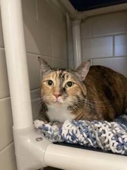 Twix -  Domestic Short Hair Cat for Adoption in Bellevue, Washington - Twix | PetCurious
