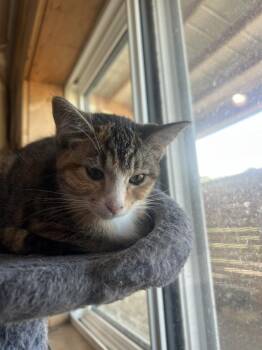 Ginny -  Domestic Short Hair Cat for Adoption in St. Cloud, Minnesota - Ginny | PetCurious