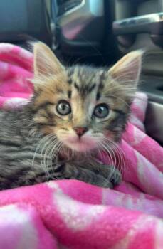 Apple -  Domestic Medium Hair Cat Available for Adoption in Fremont, Nebraska - Apple | PetCurious