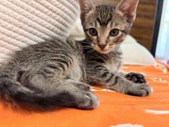 Benito -  Domestic Medium Hair Cat for Adoption in Liverpool, Texas - Benito | PetCurious