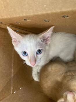 TOM -  Siamese Cat for Adoption in Tustin, California - TOM | PetCurious