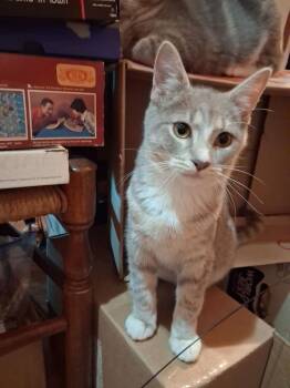 Nina -  Domestic Short Hair Cat for Adoption in Hudson, New Hampshire - Nina | PetCurious