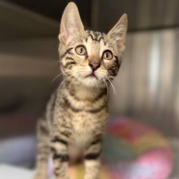 Melon -  Domestic Short Hair Cat Available for Adoption in Los Angeles, California - Melon | PetCurious