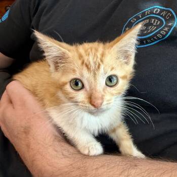 Cheese -  Domestic Short Hair Cat for Adoption in Union, Missouri - Cheese | PetCurious