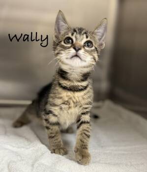 Wally -  Domestic Short Hair Cat for Adoption in Pawleys Island, South Carolina - Wally | PetCurious