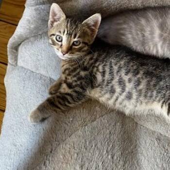 Tigger -  Domestic Short Hair Cat for Adoption in Asheville, North Carolina - Tigger | PetCurious
