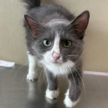 Domestic Long Hair Cats Available for Adoption - Puff | PetCurious