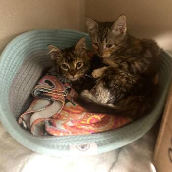 Jolene Jr. -  Domestic Short Hair Cat for Adoption in Wheeling, Illinois - Jolene Jr. | PetCurious