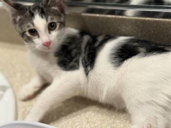 Leelo -  Domestic Short Hair Cat for Adoption in Oceanside, California - Leelo | PetCurious