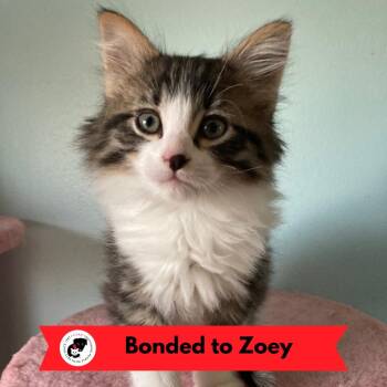 Domestic Short Hair Cats Available for Adoption in Skokie, Illinois - Jack (k2026) | PetCurious
