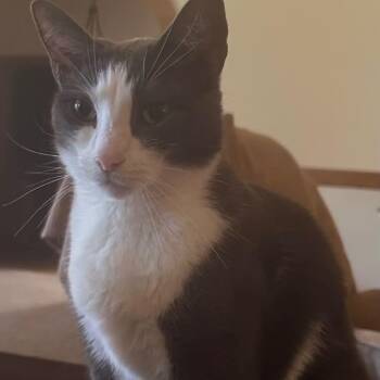 Sweet Pea -  Domestic Short Hair Cat for Adoption in Huntington, West Virginia - Sweet Pea | PetCurious
