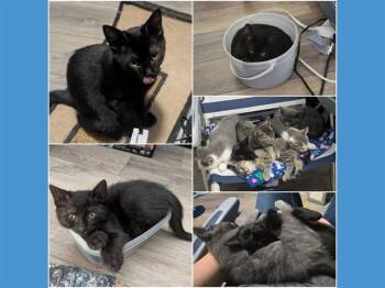 DOPEY -  Domestic Short Hair Cat for Adoption in Fort Wayne, Indiana - DOPEY | PetCurious