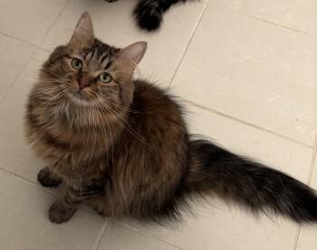 Rescue Domestic Long Hair Cats for Adoption in Greensboro, Georgia - Spoon - Athens GA | PetCurious