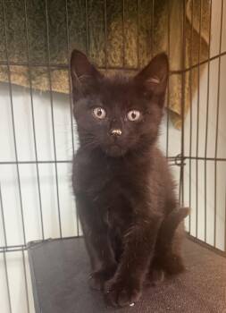 Big Foot -  Domestic Short Hair Cat for Adoption in Hudson, New York - Big Foot | PetCurious