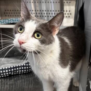 Domestic Short Hair Cats Available for Adoption - GQ Raymond | PetCurious