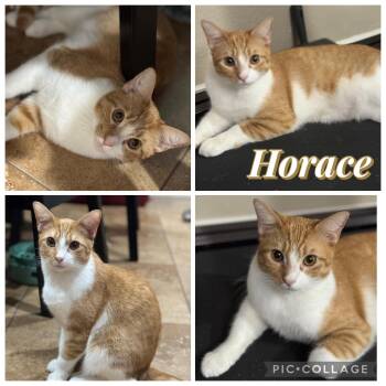 Rescue Domestic Short Hair Cats for Adoption in Houston, Texas - HORACE | PetCurious