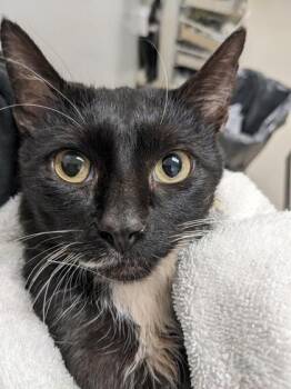 Domestic Short Hair Cats Available for Adoption - The Clash 15 | PetCurious