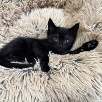 Muenster -  Domestic Short Hair Cat for Adoption in NEW PT RICHEY, Florida - Muenster | PetCurious