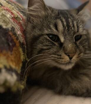 Domestic Long Hair Cats Available for Adoption - Baby Bear | PetCurious