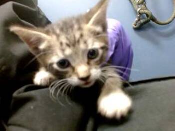 SNOW FLAKE -  Domestic Short Hair Cat for Adoption in Doral, Florida - SNOW FLAKE | PetCurious