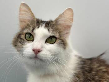 Blue -  Domestic Long Hair Cat for Adoption in Portland, Oregon - Blue | PetCurious