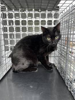 A138825 -  Domestic Short Hair Cat for Adoption in Palmetto, Florida - A138825 | PetCurious