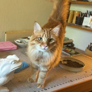 Rescue Domestic Long Hair Cats for Adoption in Suisun City, California - Fireball | PetCurious