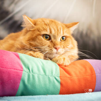 Rescue Maine Coon and Domestic Long Hair Cats for Adoption in Calimesa, California - Sissy | PetCurious