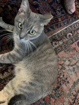 Rescue Domestic Short Hair Cats for Adoption in Bloomfield, New Jersey - Melody | PetCurious