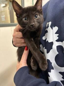 Domestic Short Hair Cats Available for Adoption - Nollie | PetCurious