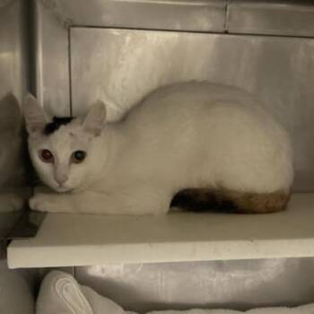 Domestic Short Hair Cats Available for Adoption - Everest | PetCurious