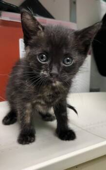 JUDITH GRIMES -  Domestic Short Hair Cat Available for Adoption in Killeen, Texas - JUDITH GRIMES | PetCurious