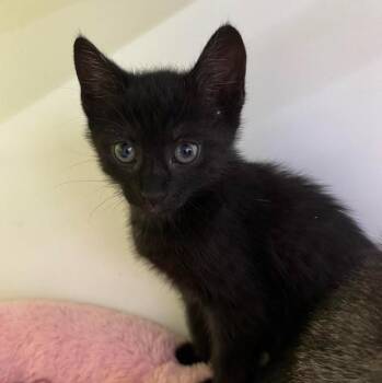 Jackie -  Domestic Short Hair Cat for Adoption in Fort Myers, Florida - Jackie | PetCurious