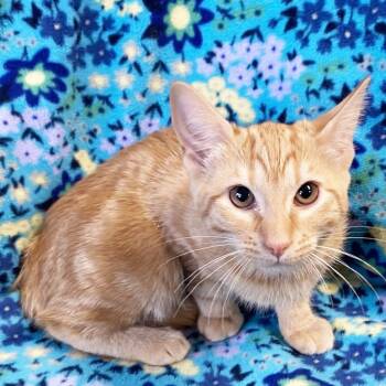 Rescue Domestic Short Hair Cats for Adoption in Mt. Juliet, Tennessee - Cashmere | PetCurious