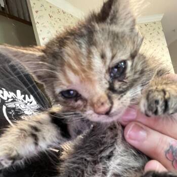 Queens -  Domestic Short Hair Cat for Adoption in Waldorf, Maryland - Queens | PetCurious