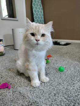 Domestic Long Hair Cats Available for Adoption in Pittsburgh, Pennsylvania - Milo | PetCurious