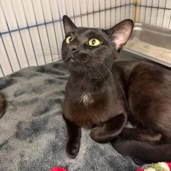 BeetleJuice -  Domestic Short Hair Cat for Adoption in Blairsville, Georgia - BeetleJuice | PetCurious