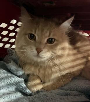 Domestic Long Hair Cats Available for Adoption in Allegan, Michigan - Chance | PetCurious