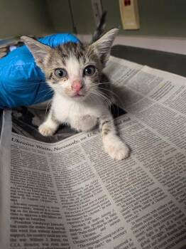 TUNA -  Domestic Short Hair Cat for Adoption in Jacksonville, Florida - TUNA | PetCurious
