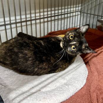 Rescue Tortoiseshell Cats for Adoption in Centerville, Georgia - Lilly | PetCurious