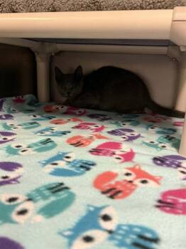 Russian Blue Cats Available for Adoption in Belleville, Illinois - GHOST | PetCurious