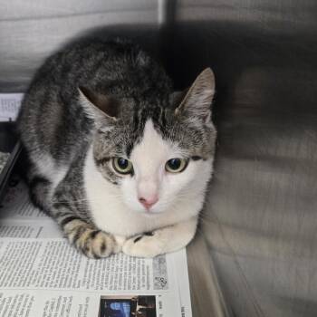 Mouse -  Domestic Short Hair Cat for Adoption in Murray, Utah - Mouse | PetCurious